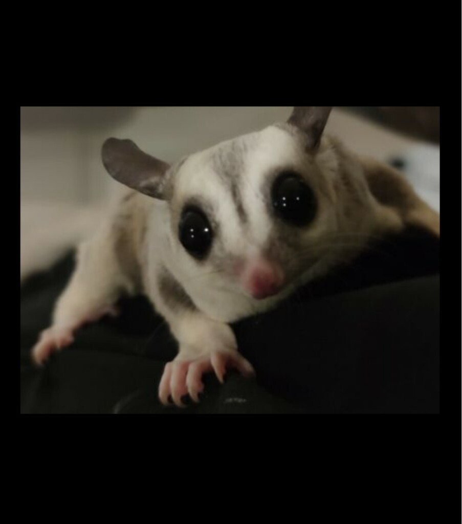 blue merle australian shepherd puppies for adoption